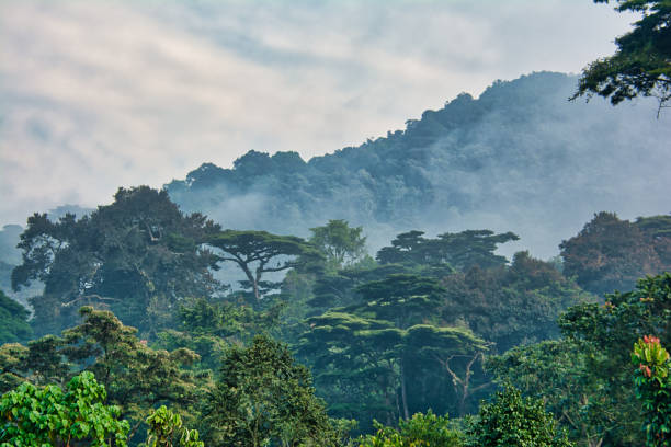 Forest. File Photo by Uganda Forest Stock Free Images