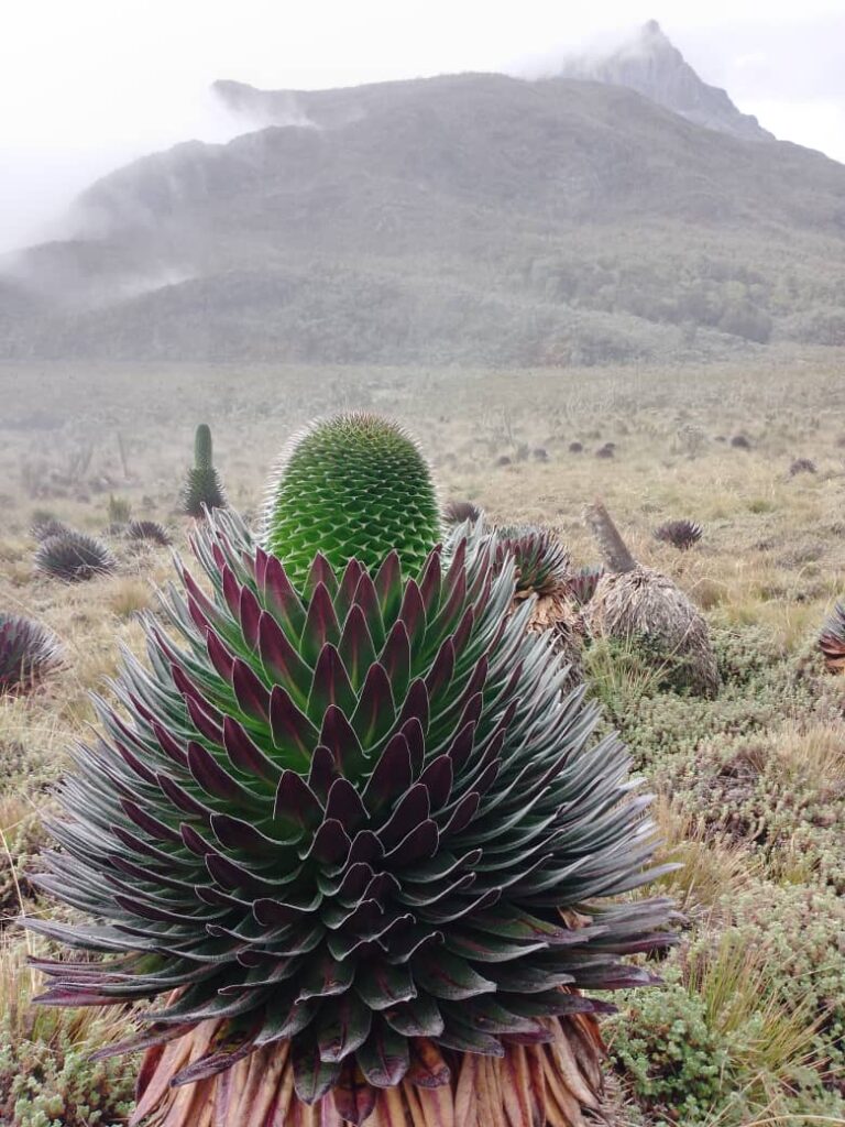 Giant Robellia Plant
