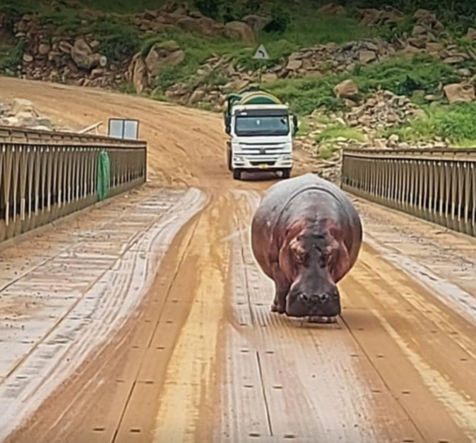 Hippo walks up construction road 1
