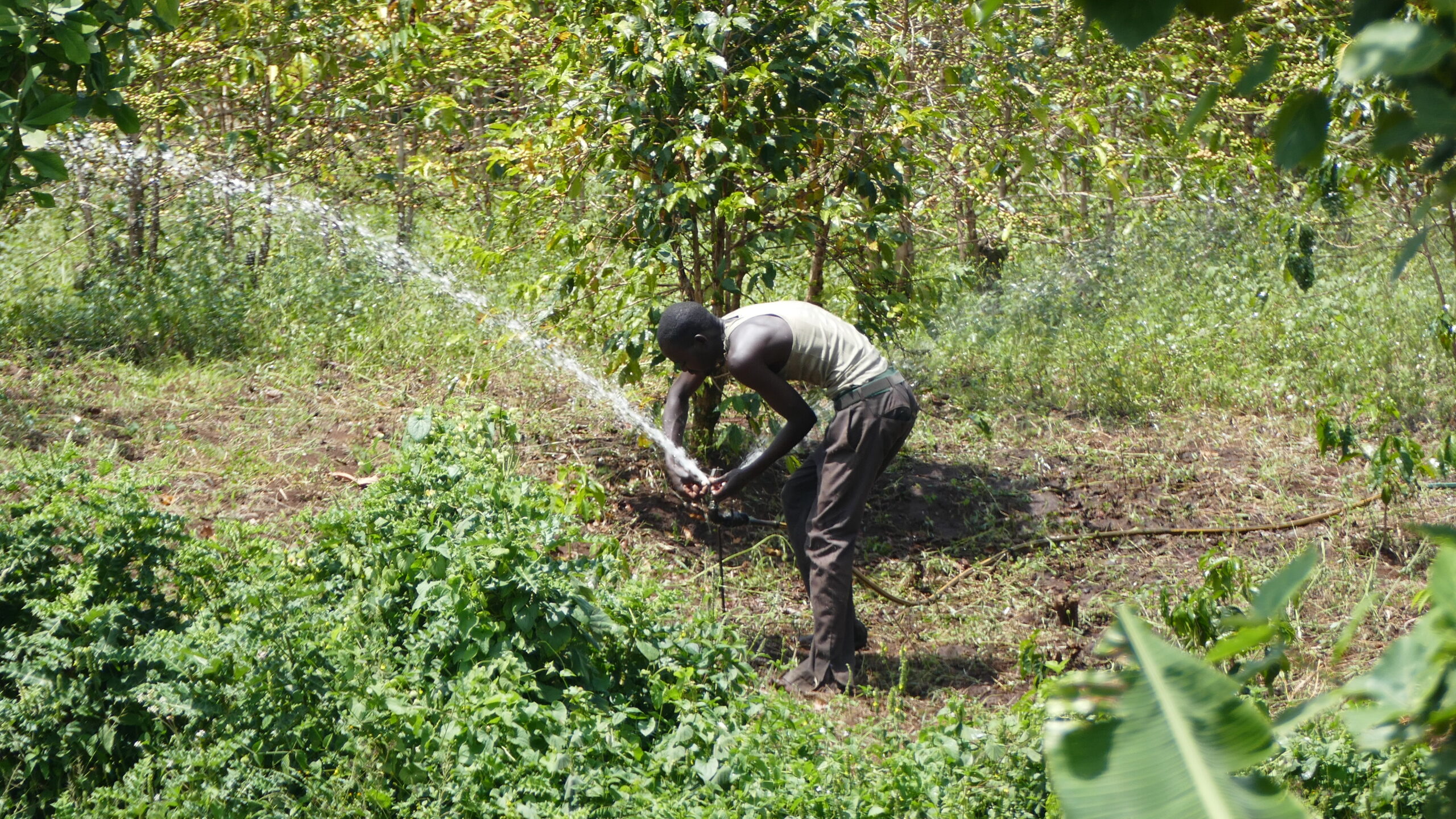 Irrigation in Mt Elgon scaled