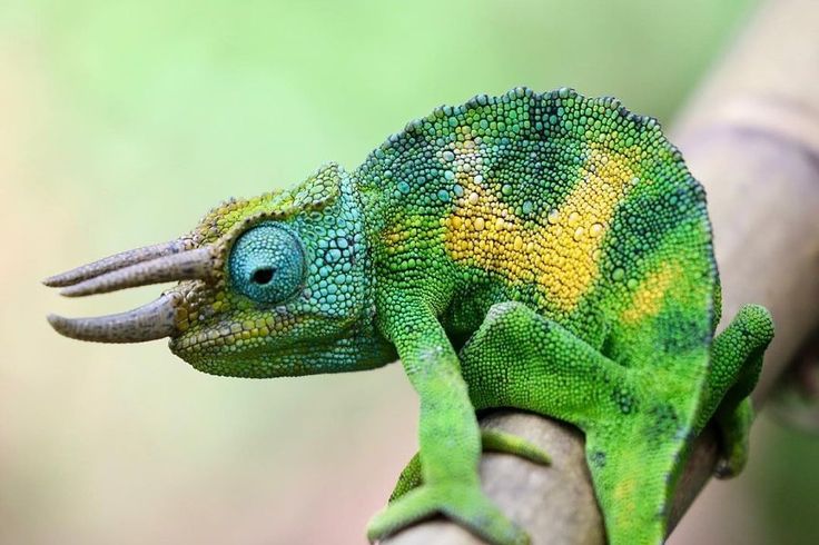 Three Horned Cameleon from Rwenzori Mountains File Photo