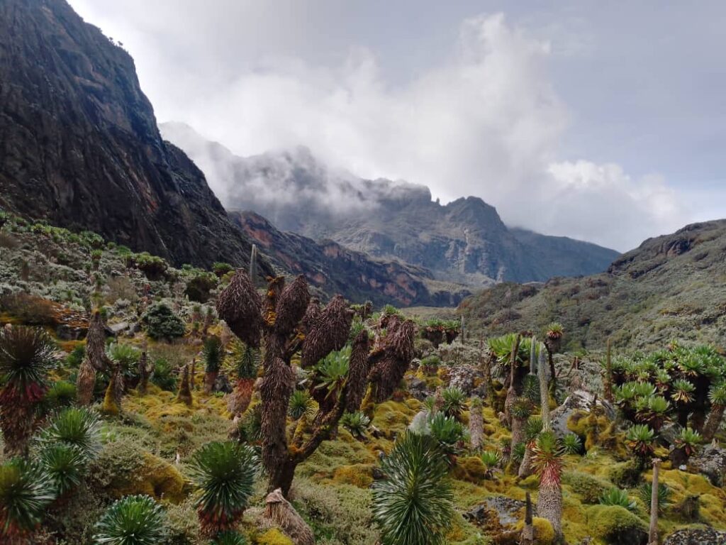 species ruwenzori
