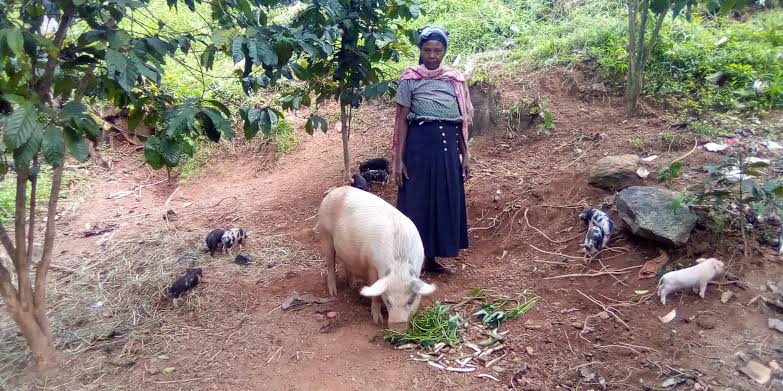 Ruwenzori pigs