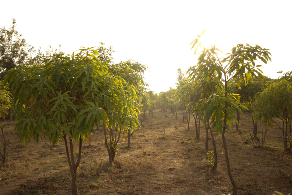 coffee farm