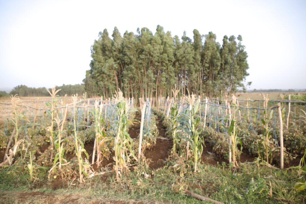 በሞቃታማው የጥቁር አባይ ምንጭ ዙሪያ ለመኖር የሚደረግ የህልውና ትግል 