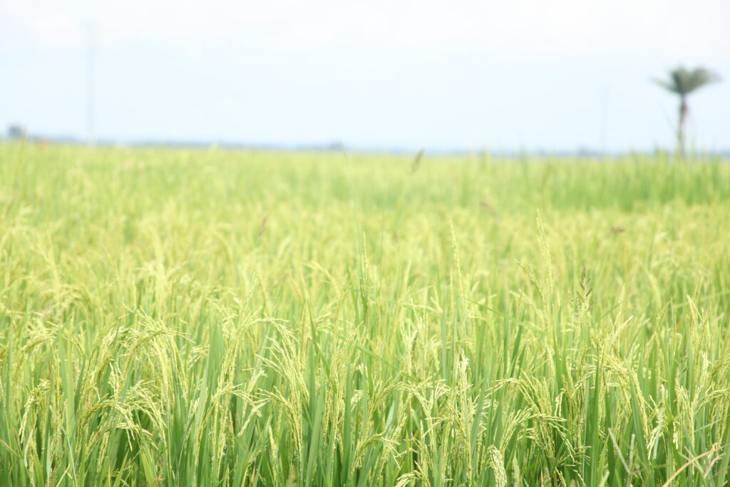 rice fields