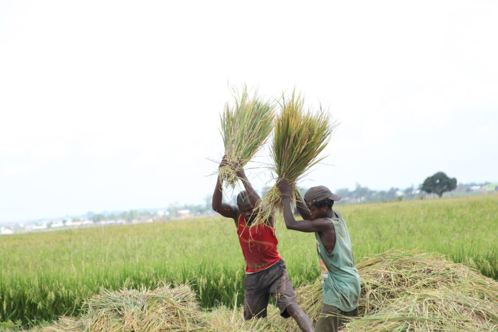 rice harvesting 1
