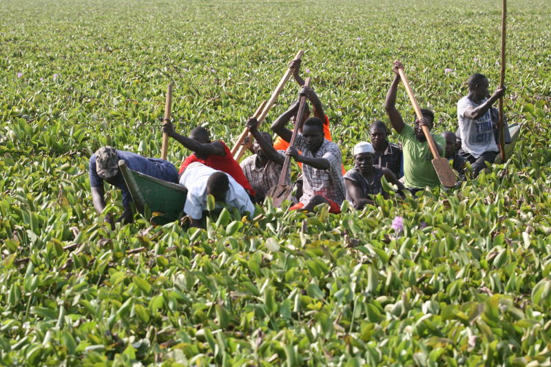 fishermen wading through water hyacinth