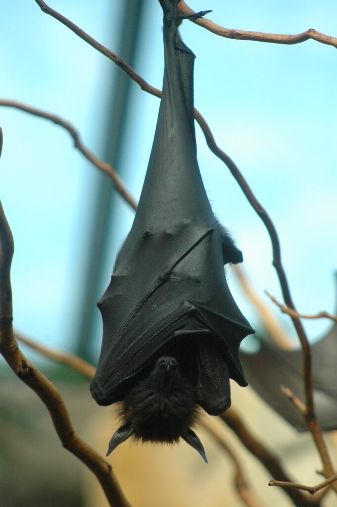 Bat zoonotic