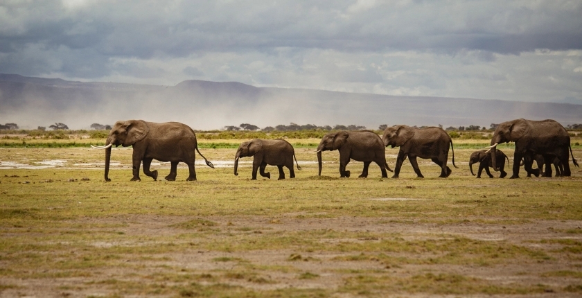 wildlife