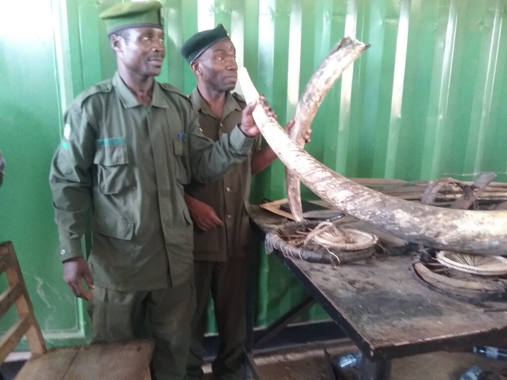Recovered ivory
