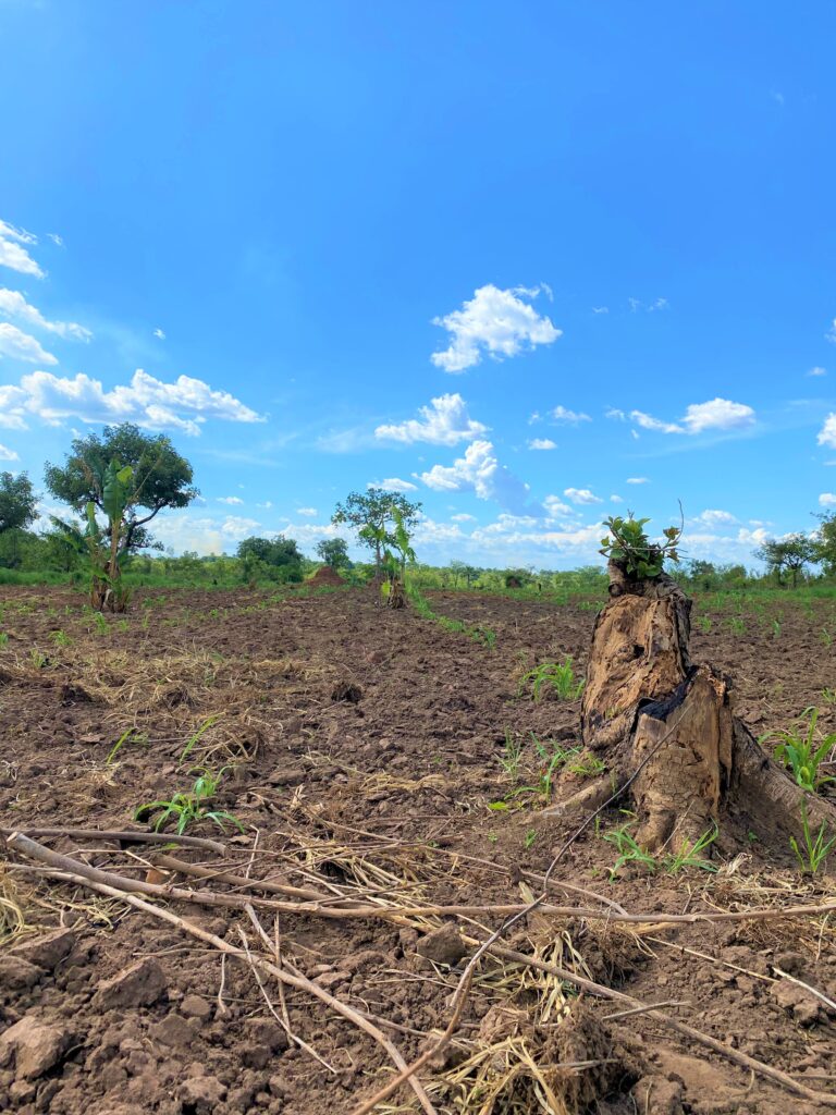 deforested field