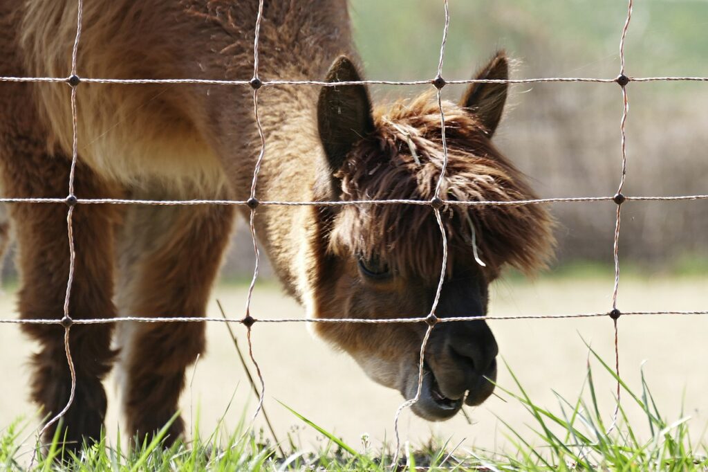 electric fence