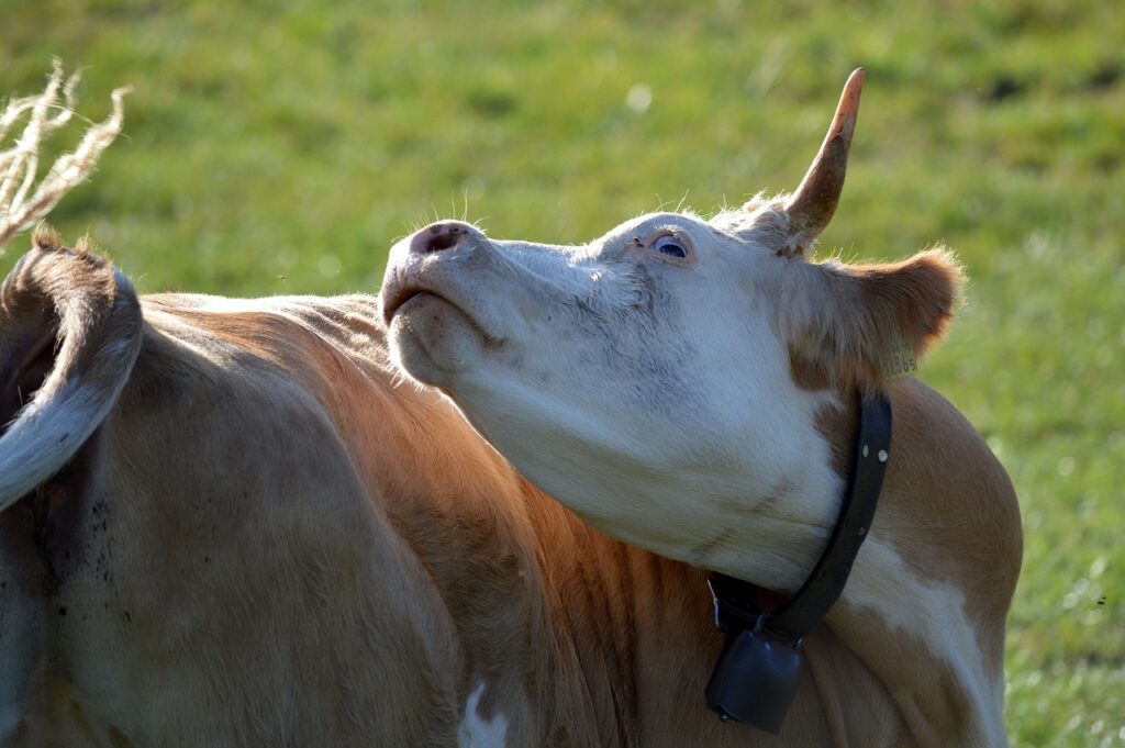 mad cow disease