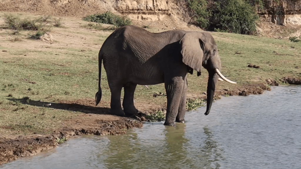 Elephant in Kazinga Channel 1