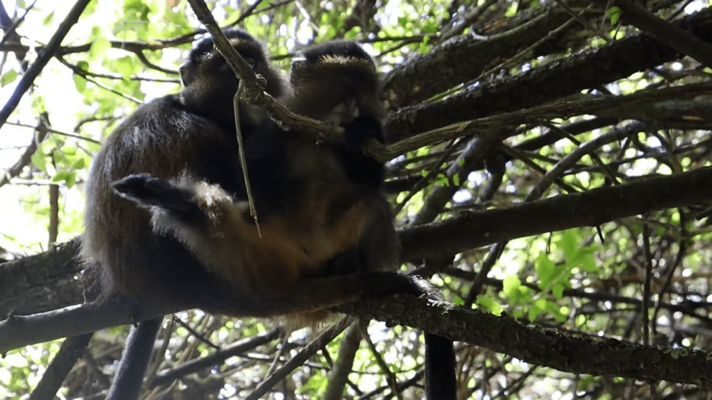 Golden monkey 1