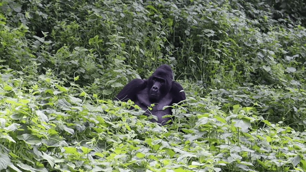 Gorilla 1