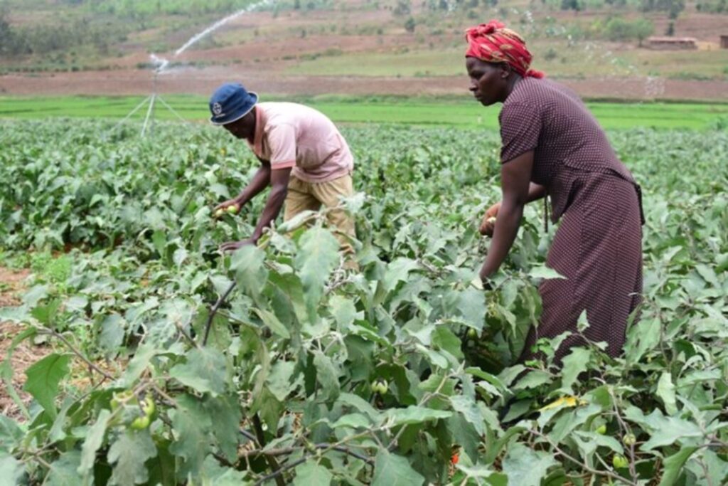 IRRIGATION RWANDA NILE4 1