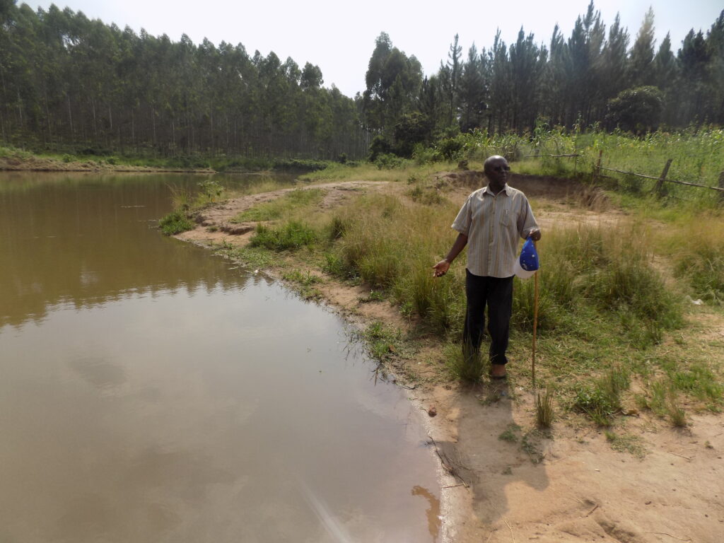 Prof Kasenene inside his forest plantataion Mubende 1