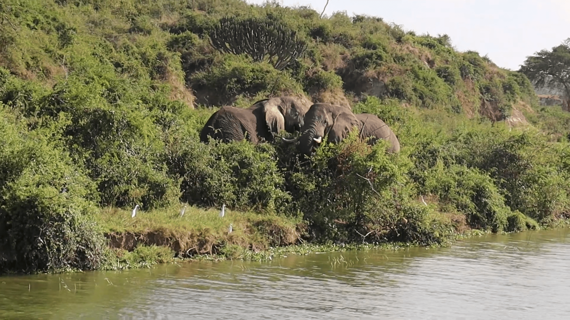 elephants in DRC