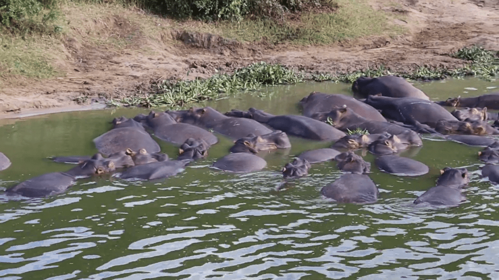 A herd of Hippos at Queen Elizabeth 1