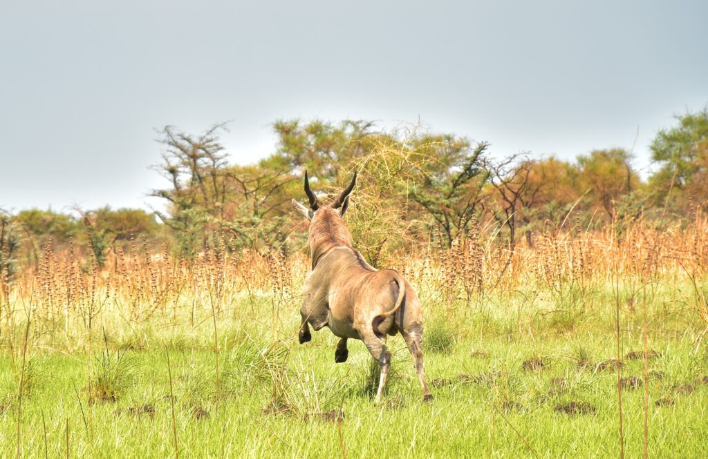 An animal runs after being tagged by the ministry of wild life at Badingilo national game park. Photo by Mustafa Osman