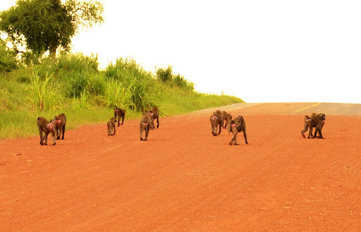 Animals roaming Ajai Wildlife Reserve 2