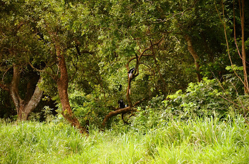 Black and white colubus monkeys