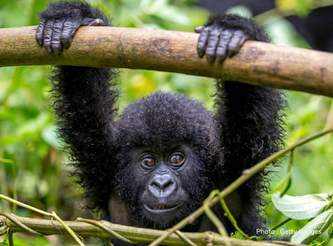 Bushmeat