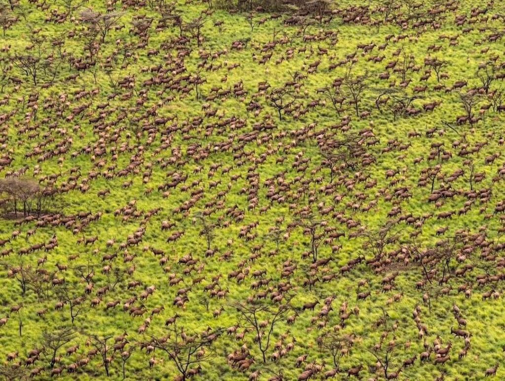 Deers at Boma national park