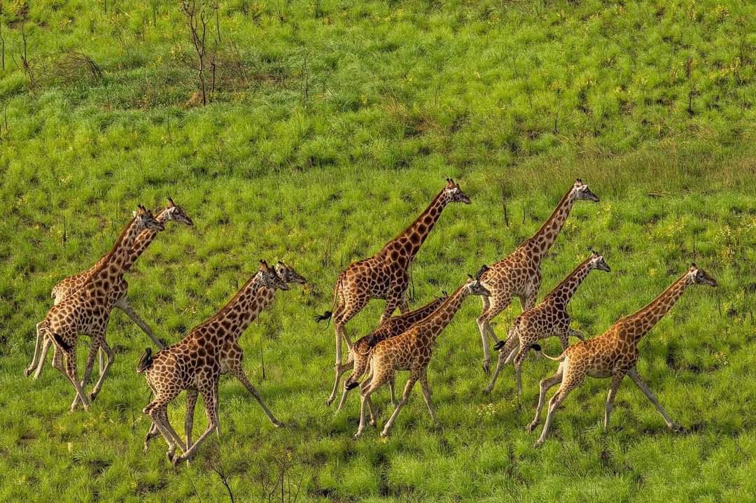 wildlife