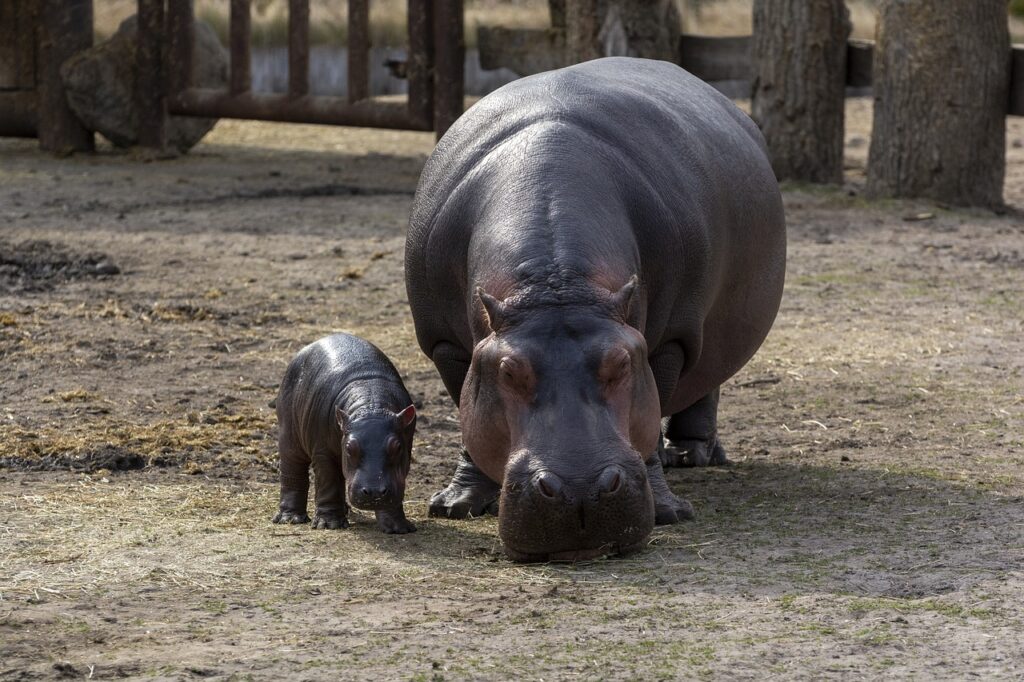 Hippo and Calf 1