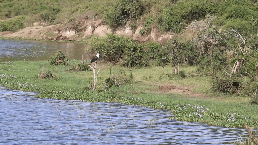 Hippo grazing area 1