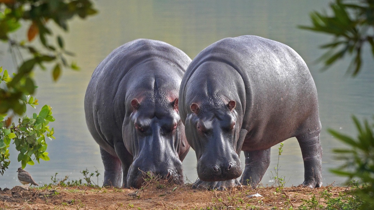 Hippos