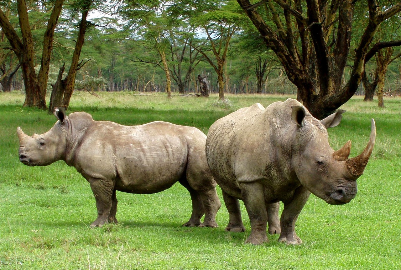 RHINO