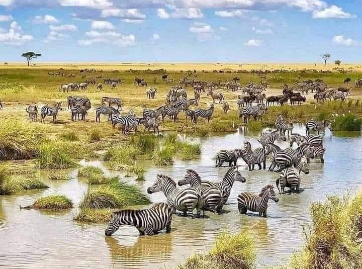 ZEBRAS 1