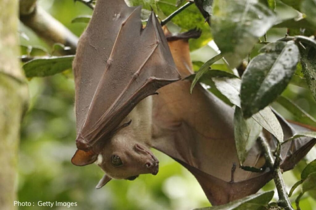 bat