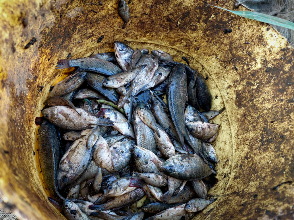 bucket of fish