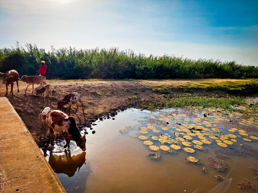 cows drinking water