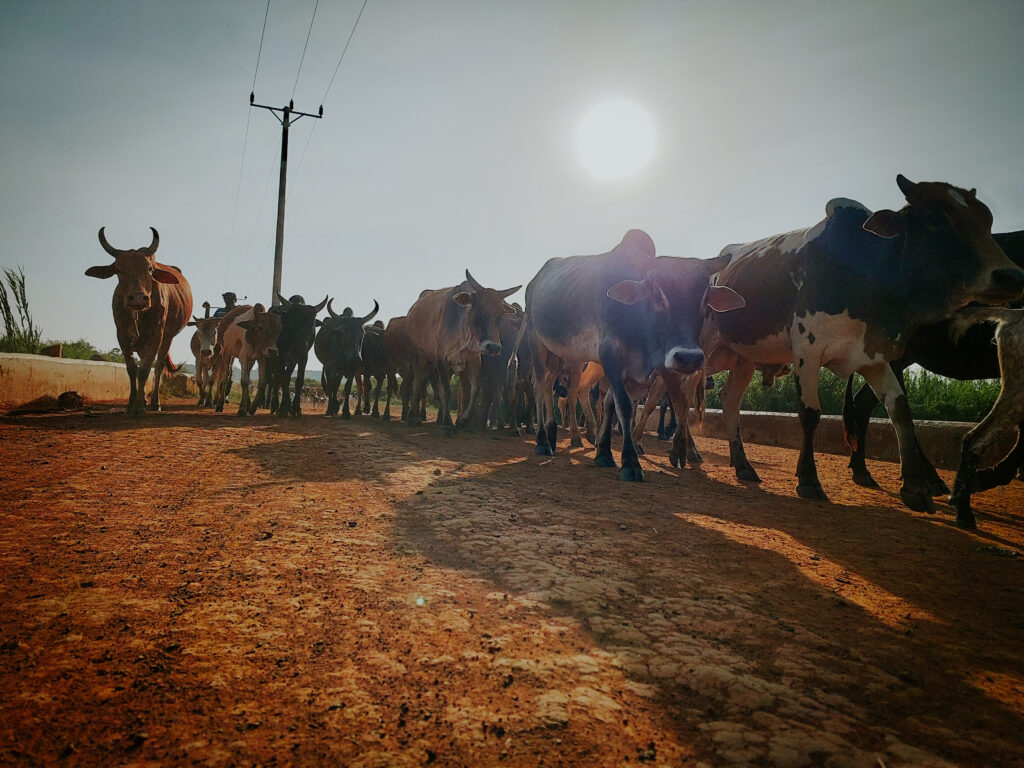 cows in Yala