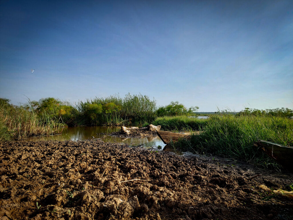 muddy swamp