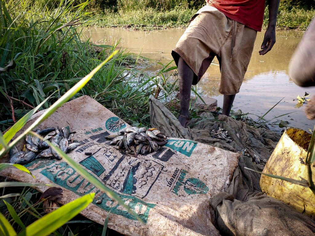 small fish at yala swamp