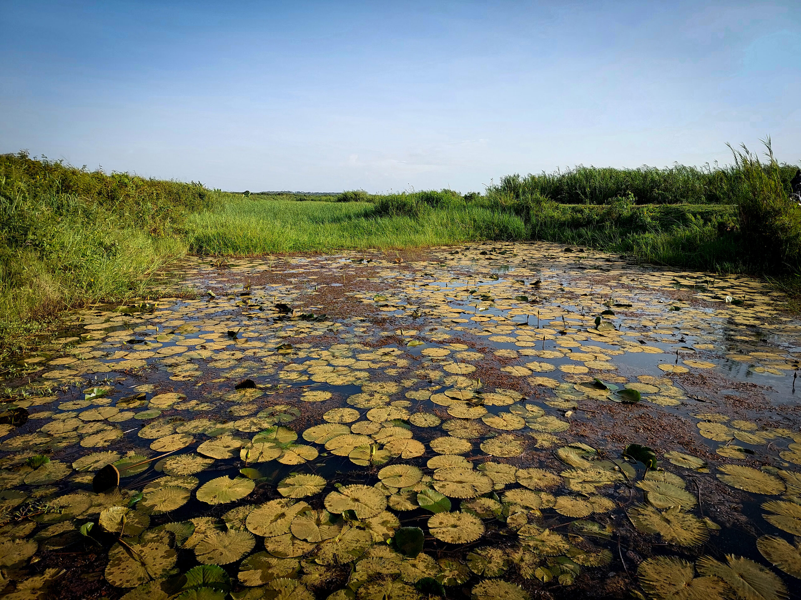 Yala swamp