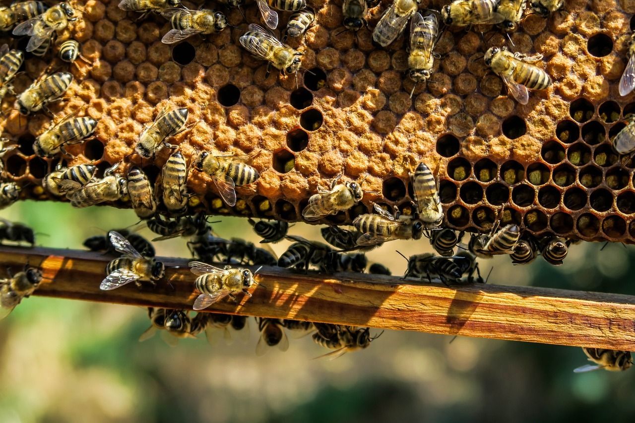 BEHIVE FENCING FEATURE IMAGE