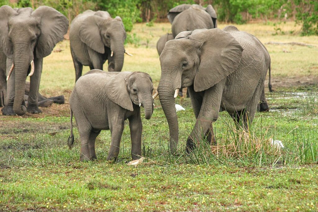 Elephants