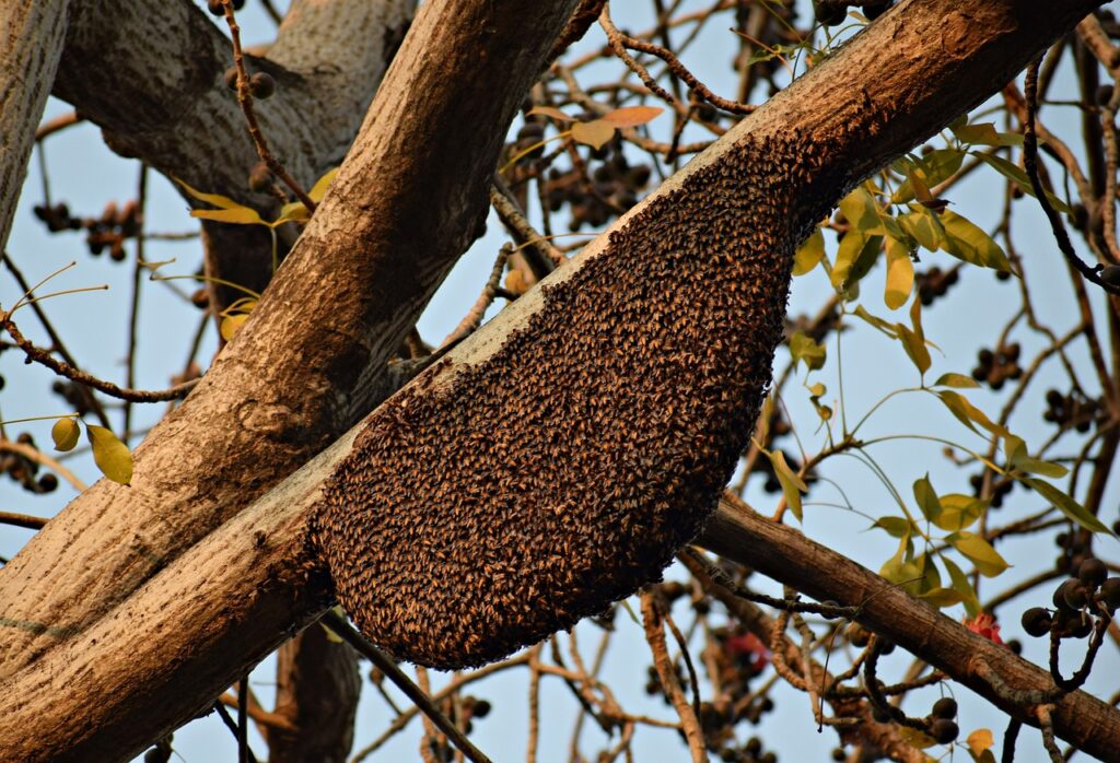 beehive 1