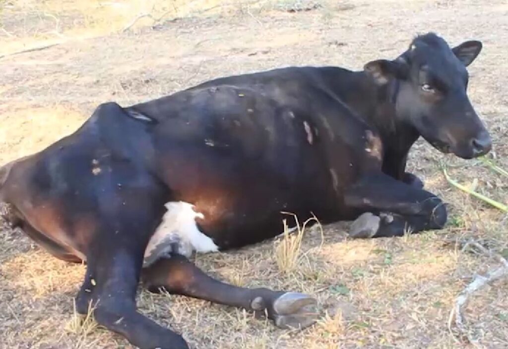 A tick infested cow that turned blind after the farmer applied a concoction of drugs on it to get rid of the ticks