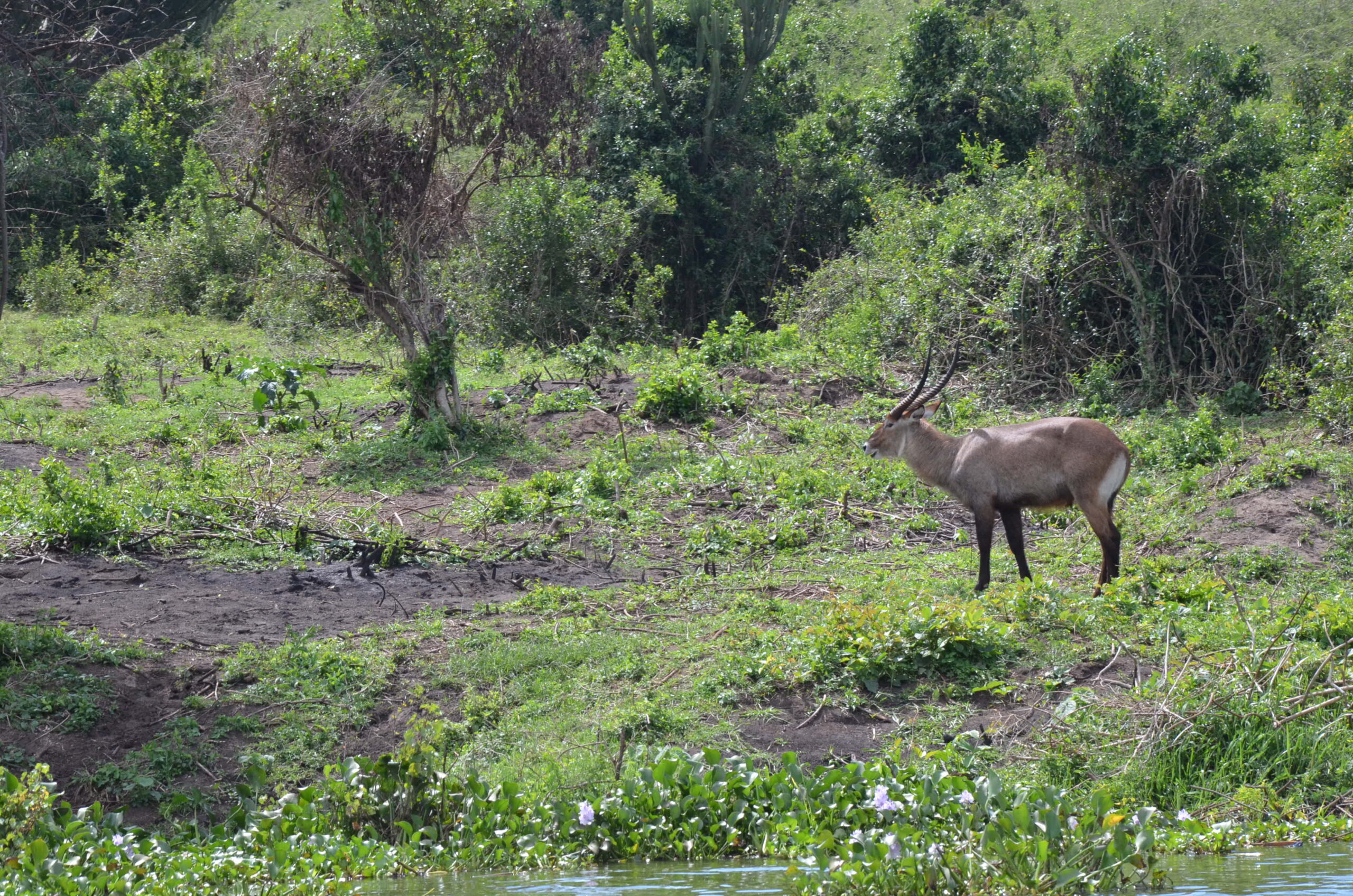A waterbuck graze from one of the areas where Invasive Plant Species were uprooted from 1 scaled