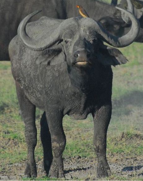 An Oxpecker on the head of young buffalo in Queen Elizabeth National Park
