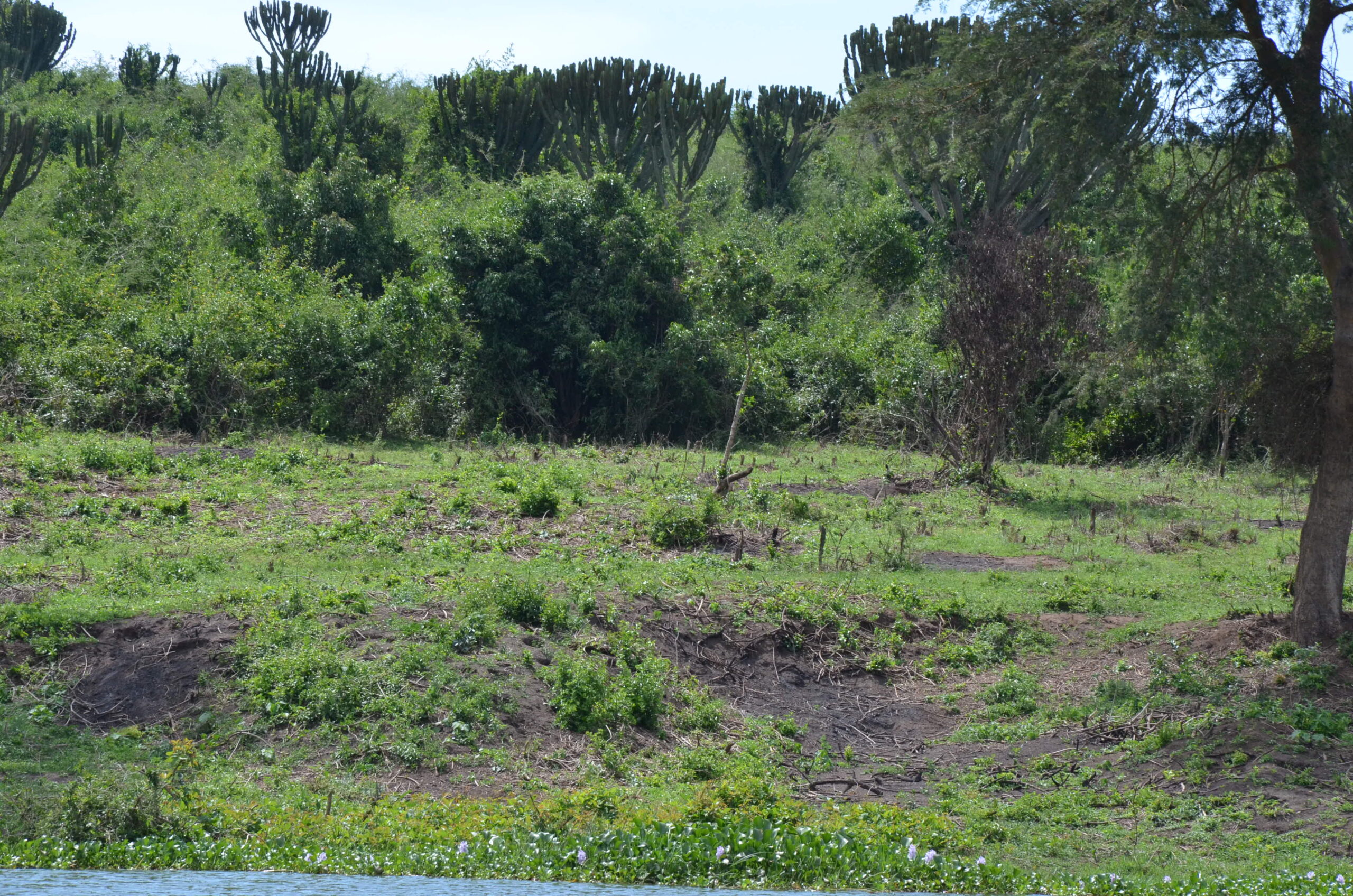 An area where Invasive Plant Species have been uprooted 5 scaled